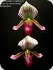 Paph. barbatum